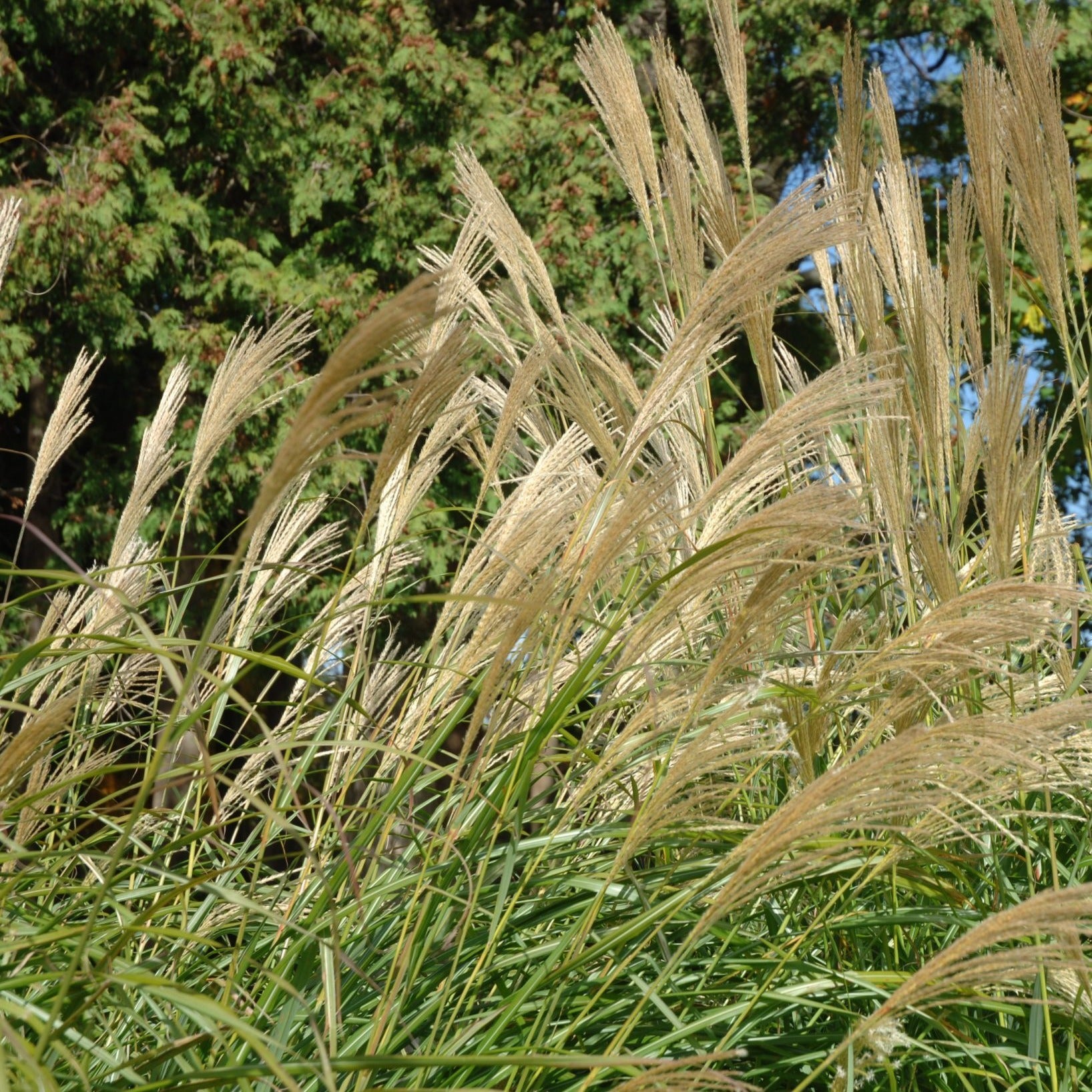 MISCANTHUS sinensis ‘Berlin’