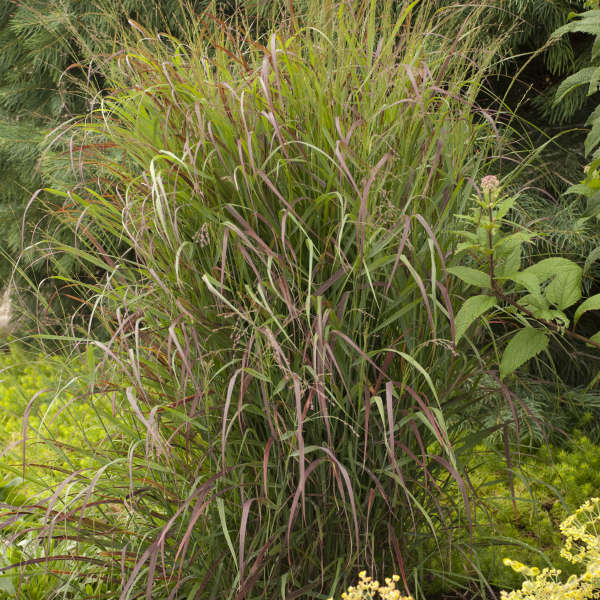 PANICUM virgatum ‘Prairie Fire’