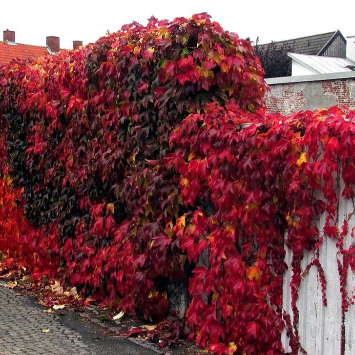 Parthenocissus quinquefolia 'Engelmannii' (Vigne vierge ‘Engelmanii’)