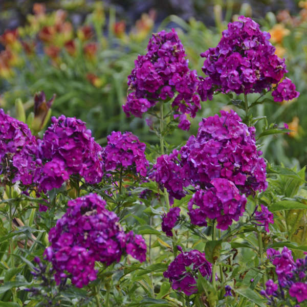 PHLOX paniculata ‘Nicky’