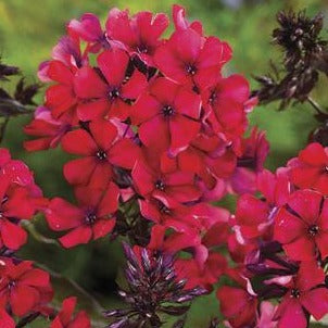 PHLOX paniculata ‘starfire’