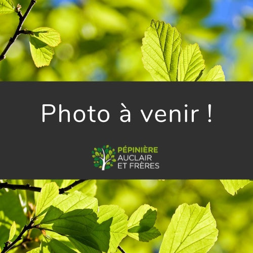 Betula alleghaniensis (talle) (Bouleau jaune (Merisier)