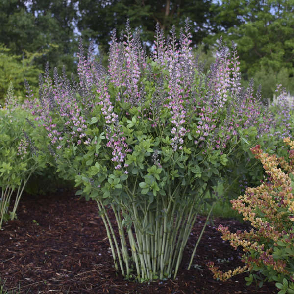 BAPTISIA 'Pink Truffles'