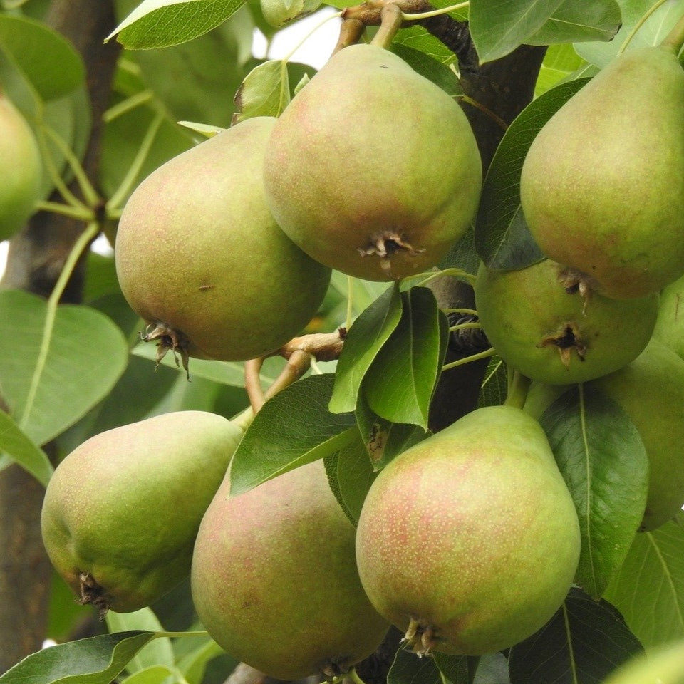 Pyrus communis 'Beauté Flamande' (Poirier 'Beauté Flamande')