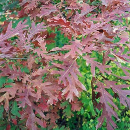 Quercus alba (Chêne blanc)