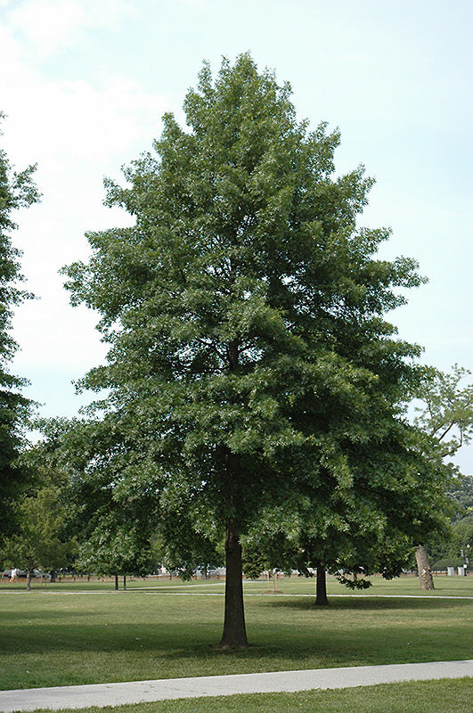 Quercus palustris (Chêne des marais)