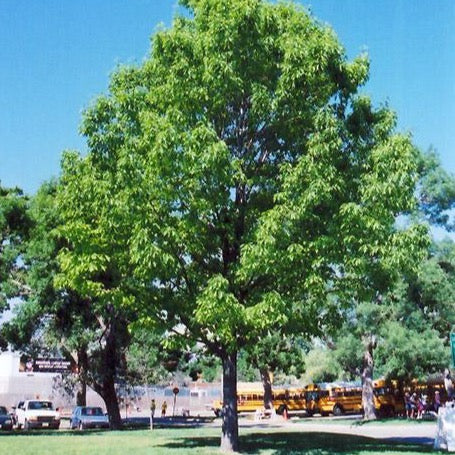 Quercus rubra (Chêne rouge)