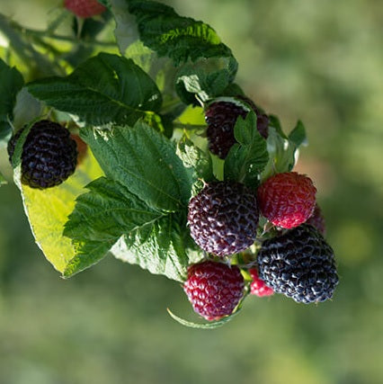 Rubus 'Bleu nuit' (Framboisier 'Bleu Nuit')