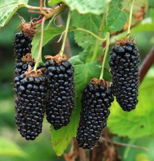 Rubus 'Columbia Giant' (Framboisier ‘Héritage’)