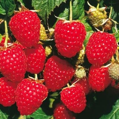 Rubus 'Himbo Top' (Framboisier 'Himbo Top')