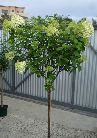 Hydrangea paniculata 'Limelight' sur tige (Hydrangée paniculée sur tige ‘Limelight’)