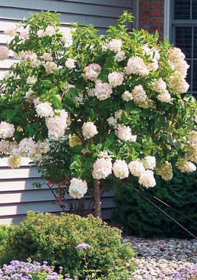 Hydrangea paniculata 'Grandiflora' (sur tige) (Hydrangée paniculée à grandes fleurs)