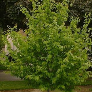 Carpinus caroliniana (Charme de Caroline)