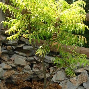 Rhus typhina 'Tiger Eye' (Sumac ‘Tiger Eyes’)