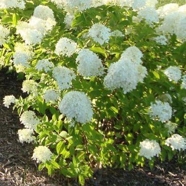 Hydrangea paniculata 'Little Lime' PW (Hydrangée paniculée ‘Little Lime’)