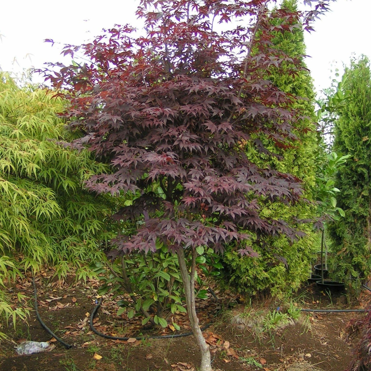 Acer palmatum 'Bloodgood' (Érable japonais ‘Bloodgood’)