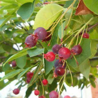 Amelanchier canadensis (talle) (Amélanchier du Canada)