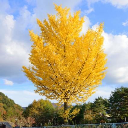 Ginkgo biloba 'Autumn Gold' (Ginkgo bilobé ‘Autumn Gold’)