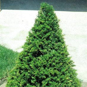 Taxus cuspidata 'Capitata' (If japonais pyramidal)