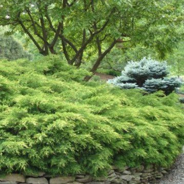 Juniperus chinensis 'Old Gold' (Genévrier de Chine ‘Old Gold’)