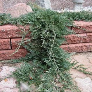 Juniperus horizontalis 'Wiltonii' (Genévrier rampant 'Wiltonii')