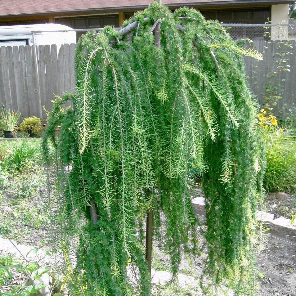 Larix decidua 'Pendula' (Mélèze 'Pleureur')