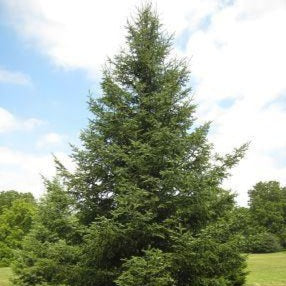 Abies balsamea (Sapin baumier)