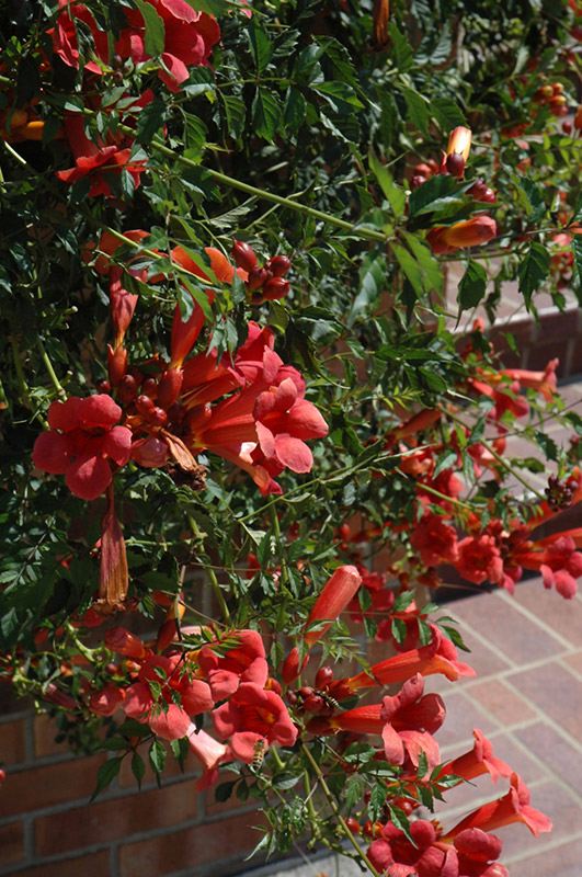 Campsis radicans 'Flamenco' (Bignone de Virginie ‘Flamenco’)