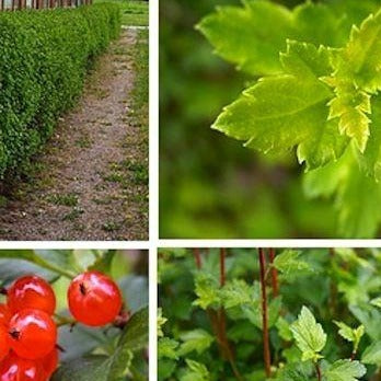 Ribes alpinum 'Smithii' (Gadelier alpin ‘Schmidt’)