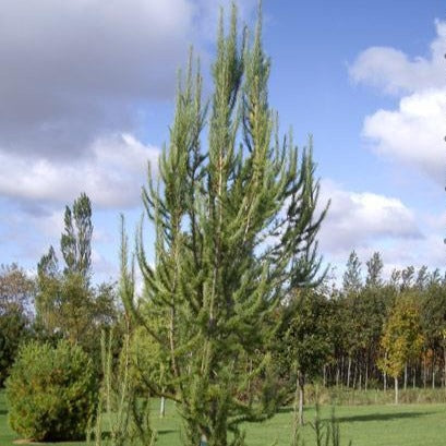 Larix Kaempferi 'Jacobsen's Pyramid' (Mélèze du Japon ‘Jacobsen’s Pyramid’)