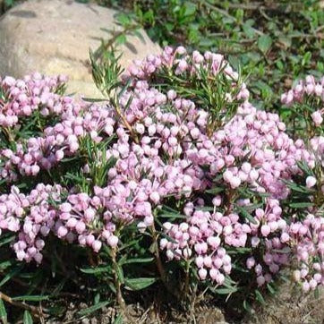 Andromeda polifolia 'Blue Ice' (Andromède ‘Blue Ice’)