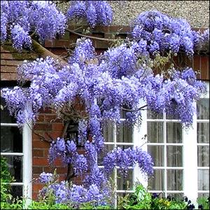 Wisteria floribunda 'Blue Moon' (Glycine ‘Blue Moon’)