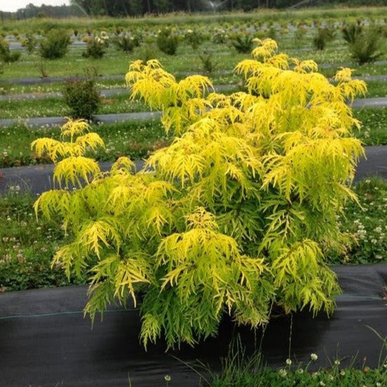 Sambucus racemosa Lemony Lace' PW (Sureau ‘Lemon Lace’)