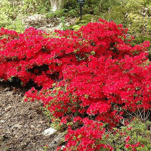 Azalea 'Hino Crimson' (Azalée ‘Hino Crimson’)