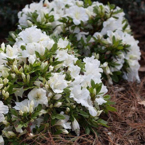 Azalea 'Hino white' (Azalée ‘Hino White’)