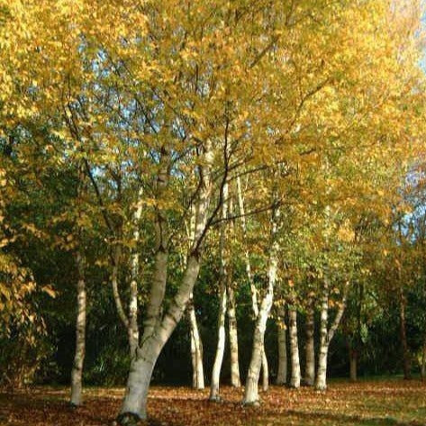 Betula paperyfera (Bouleau à papier)