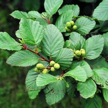 Alnus crispa (Aulne crispé)