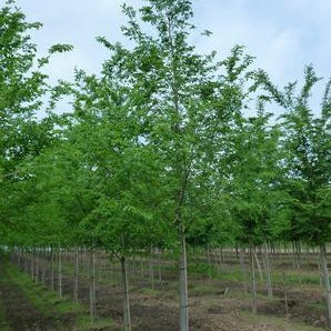 Ulmus 'Homestead' (Orme hybride ‘Homestead’)