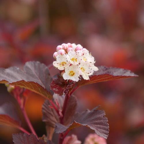 Physocarpus opulifolius 'Ginger Wine' PW (Physocarpe ‘Ginger Wine’)