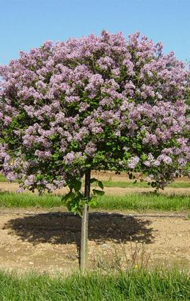 Syringa meyeri 'Palibin' (sur tige) (Lilas de Corée nain sur tige)