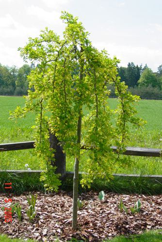 Caragana arborescens 'Pendula' (Caraganier ‘pleureur’ sur tige)