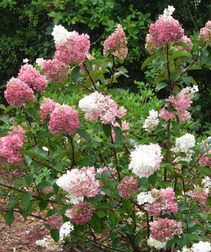 Hydrangea paniculata 'Vanille Fraise' sur tige (Hydrangée paniculée sur tige ‘Vanille Fraise’)