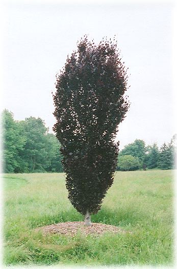 Fagus sylvatica 'Red Obelisk' (Hêtre européen ‘Red Obelisk’)