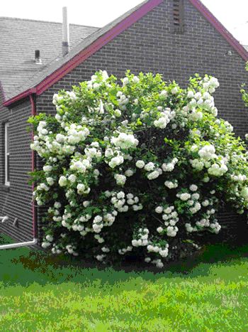 Viburnum opulus 'Roseum' (Viorne ‘Boule de Neige’)