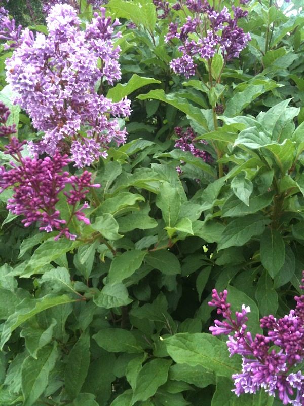 Syringa prestoniae 'Donald Wyman' (Lilas de Preston ‘Donald Wyman’)