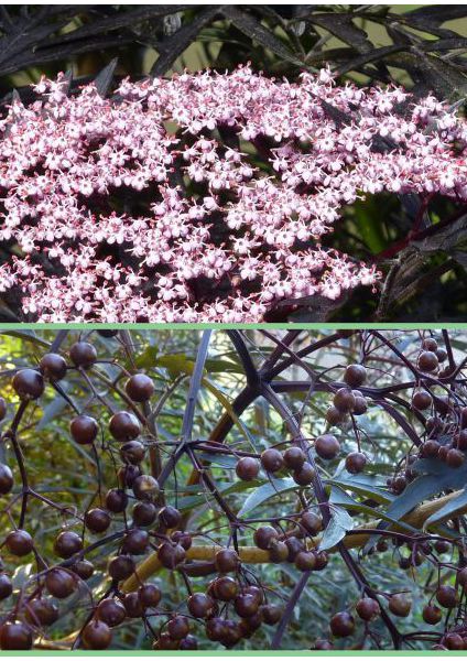 Sambucus nigra 'Black Lace' (Sureau noir ‘Black Lace’)