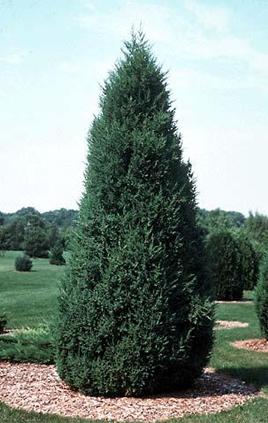 Juniperus chinensis 'Mountbatten' (Genévrier de Chine ‘Mountbatten’)