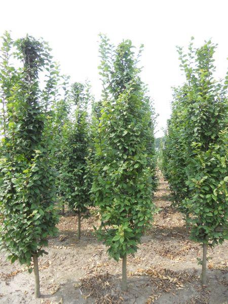 Carpinus betulus 'Lucas' (Charme commun ‘Lucas’)