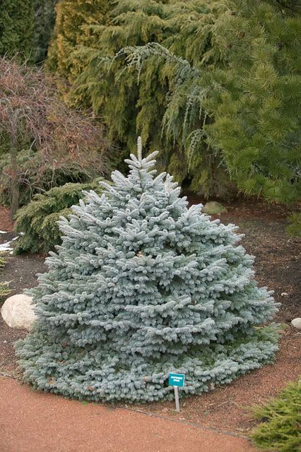 Picea pungens 'Montgomery' (Épinette bleue ‘Montgomery’)