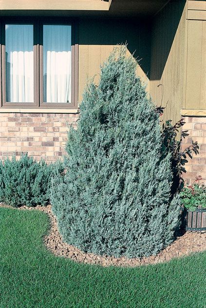 Juniperus scopulorum 'Wichita Blue' (Genévrier des Rocheuses ‘Wichita Blue’)